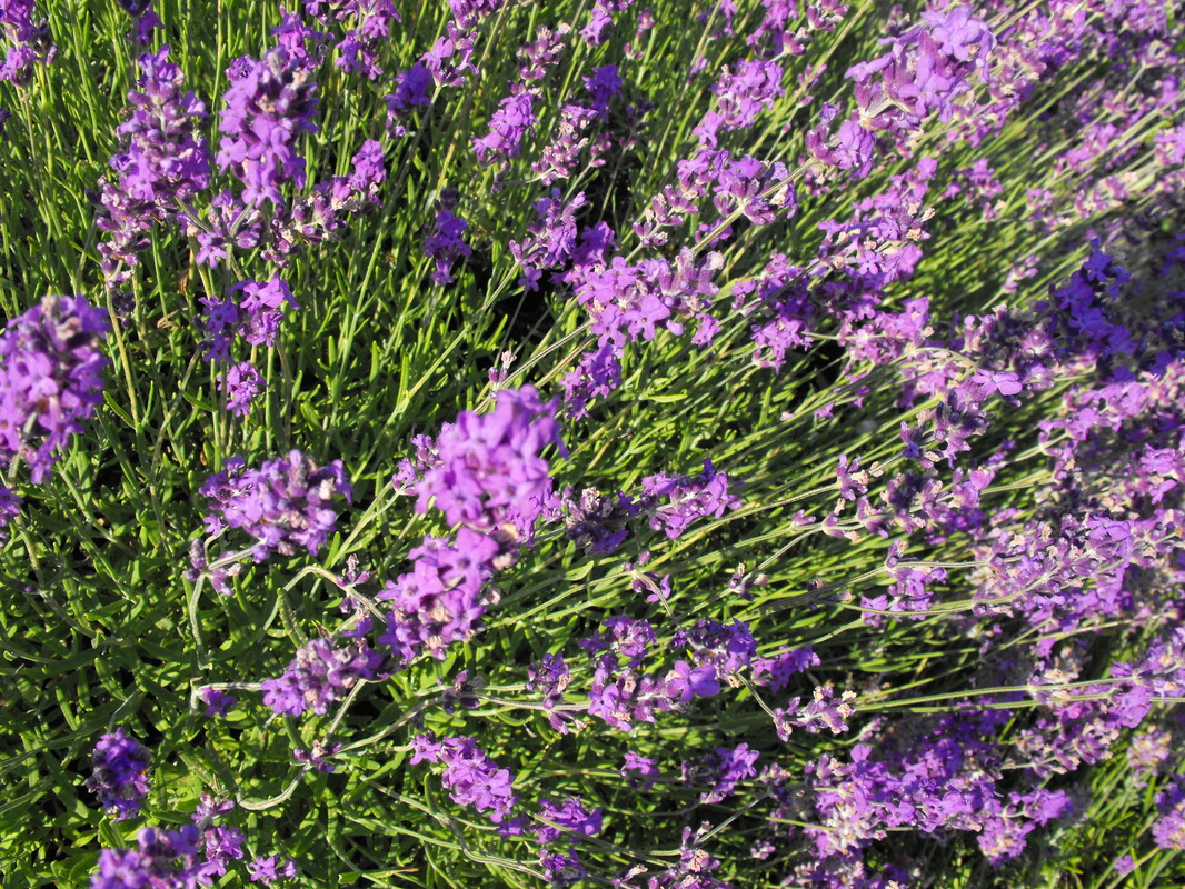 %Kansas%Lavender%Farm%Online%Boutique%Flower%Truck%shop% — Sweet Streams  Lavender