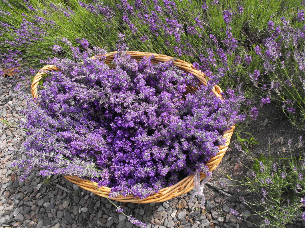%Kansas%Lavender%Farm%Online%Boutique%Flower%Truck%shop% — Sweet Streams  Lavender